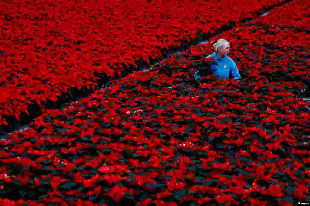 Nursery operative Davie Akopianiene sleeves some of the eight acres of Poinsettia, the traditional Christmas red flowers, that have been grown for six months before selling wholesale, at Uniplumo Wyestown nursery in Dublin, Ireland, Nov. 29, 2023.&nbsp;