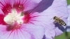 In Colombia, Illegally Felled Timber Repurposed to Help Bees 