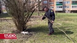 BH život turske mačke Aleyni