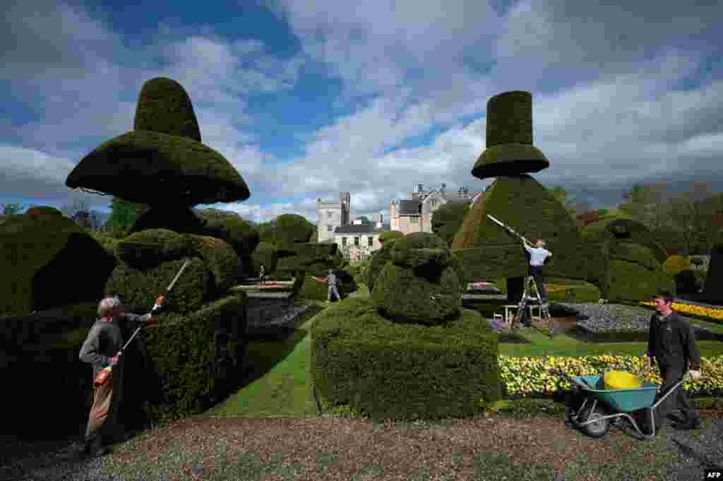 Head Gardener Chris Crowder, 2nd right, and his team of gardeners work to prepare the world&#39;s oldest topiary garden in the grounds of Levens Hall, an Elizabethan stately home, near Kendal in north-west England.&nbsp;Levens Hall is hosting their World Topiary Day on May 14, 2023.