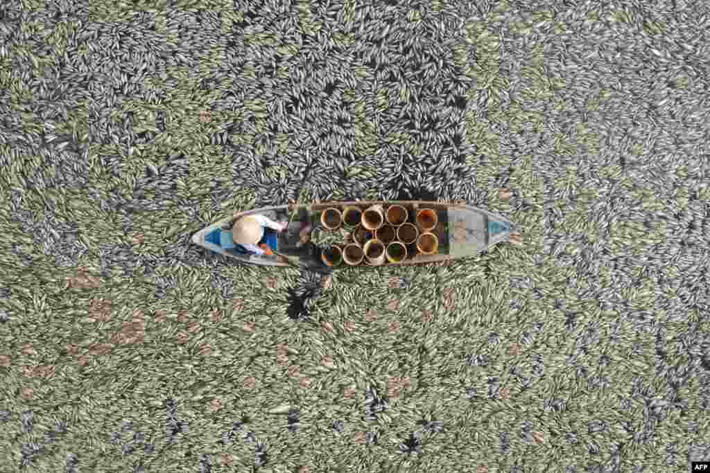 This aerial photo shows a fisherman collecting dead fish caused by renovation works and the ongoing hot weather conditions from a reservoir in southern Vietnam&#39;s Dong Nai province, April 30, 2024. Hundreds of thousands of fish have died in a reservoir in southern Vietnam&#39;s Dong Nai province, with locals and media reports suggesting the brutal heatwave and lake&#39;s management are to blame.&nbsp;