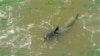 This image provided by Texas Department of Public Safety shows a shark close to the share in South Padre Island, Texas, July 4, 2024. 