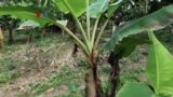 Aturan Baru Uni Eropa Untuk Mencegah Deforestasi di Industri Cokelat
