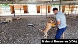 Merkezdeki görevliler hayvanlarla yakından ilgileniyor.