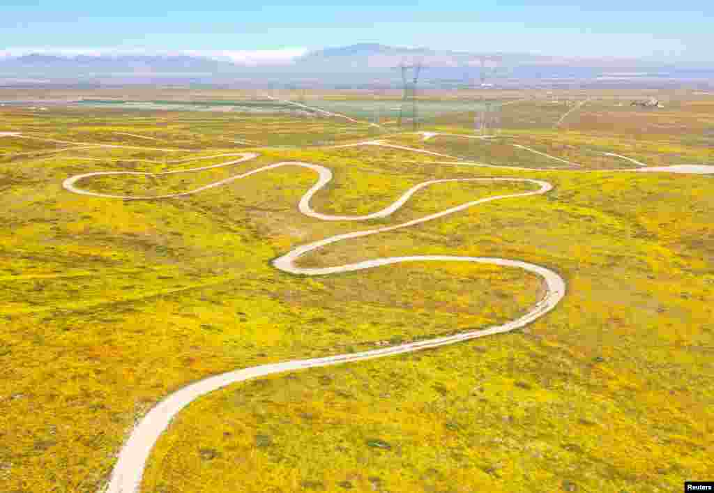 A field of poppies and other wildflowers is seen near the Antelope Valley California Poppy Reserve in Lancaster, California, April 13, 2023. 