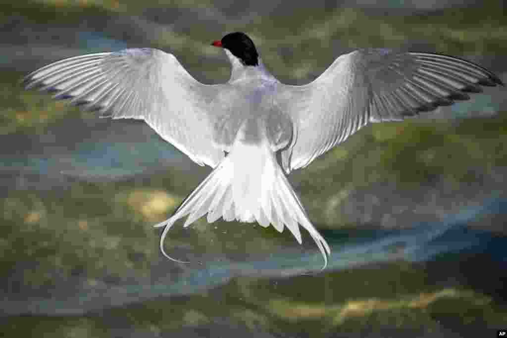 A tern flies over the water in the seaport of Tallinn, Estonia, June 19, 2023. 