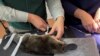 In this screen grab taken from a video, a person puts tape on a platypus in Taronga Wildlife Hospital at Taronga Western Plains Zoo in Dubbo, Australia, July 8, 2024.