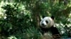 Xin Bao, a female panda, sits in her enclosure at the San Diego Zoo prior to the opening of a new exhibit, Panda Ridge, Aug. 8, 2024, in San Diego.