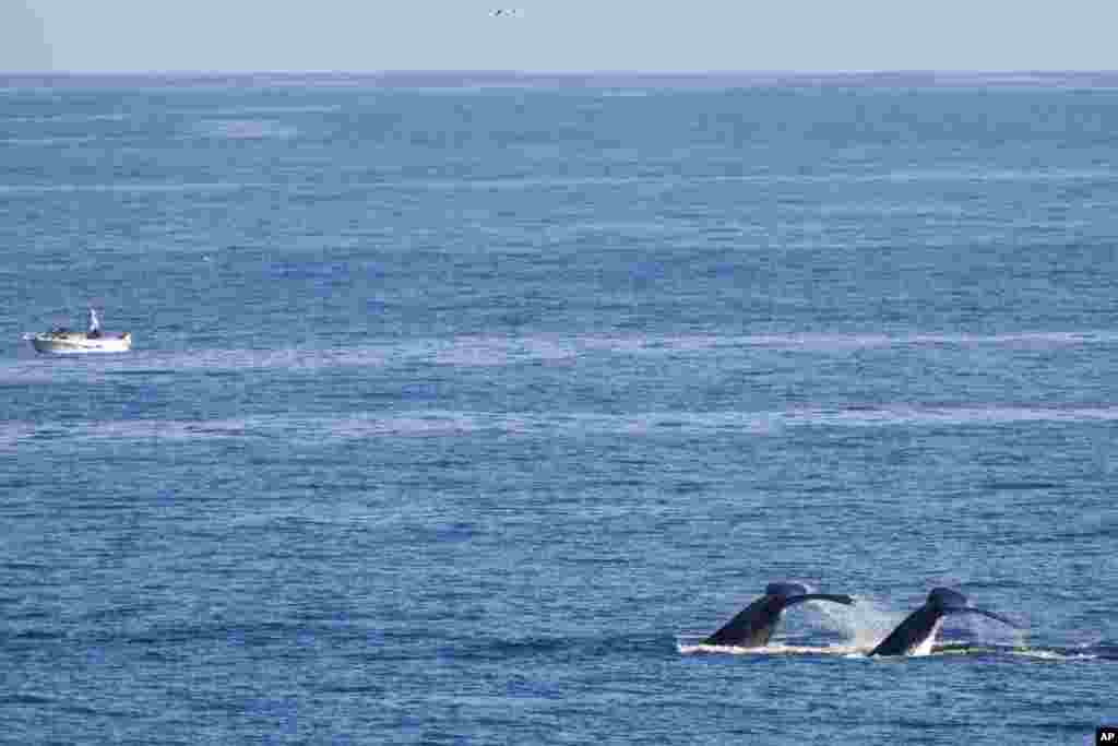 Whales swim past a boat at Boat Harbour north of Sydney, Australia.&nbsp;More than 40,000 whales make their way along the NSW coast on their northern migration, known as the Humpback Highway, from May to November each year.&nbsp;