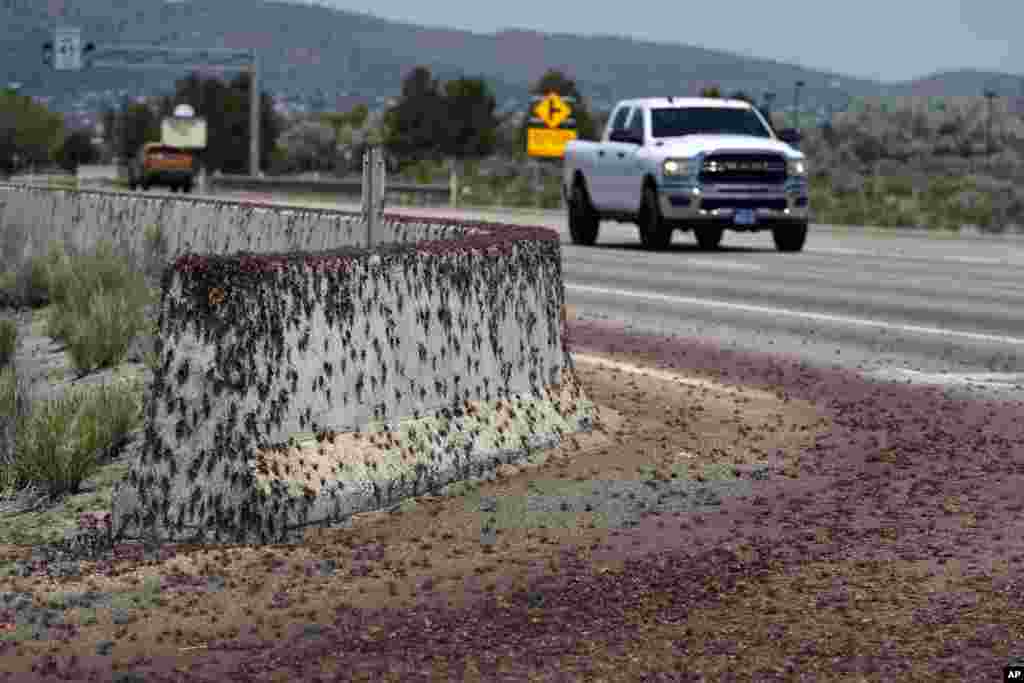 Mormon crickets make their way over a Jersey barrier during the migration of Mormon crickets in Spring Creek, Nevada.&nbsp;&nbsp;Outbreaks of Mormon crickets, which are native to the Great Basin and Intermountain West, have been recorded across the west, from Nevada and Montana to Idaho, Utah and Oregon.&nbsp;