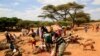FILE - Pastoralists slaughter livestock in the de-stocking of emaciated animals in a program by the government and the Kenya Red Cross to buy livestock and distribute the meat to families affected by the drought near Lengusaka in Wamba, Kenya, July 27, 2022. 