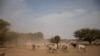 Cattle affected by the effects of the drought situation eat fodder in an open field in Adadle district, Biyolow Kebele in Somali region of Ethiopia.
