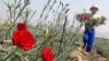 FILE - Peruvian girl carries flowers during a harvest at a field in a shantytown in Lima, Peru, May 26, 2005. 