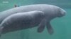Kematian Sapi Laut Florida Melonjak akibat Peningkatan Polusi