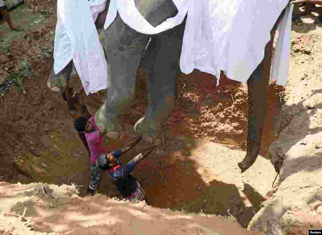 Local villagers prepare to bury the body of elephant Hemantha during a religious ceremony at a Buddhist temple in Colombo, Sri Lanka. Hemantha, 23, died from injuries to its feet, after undergoing medical treatment for six months.