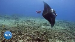 En Californie, des drones sous-marins pour explorer des zones dangereuses pour la plongée