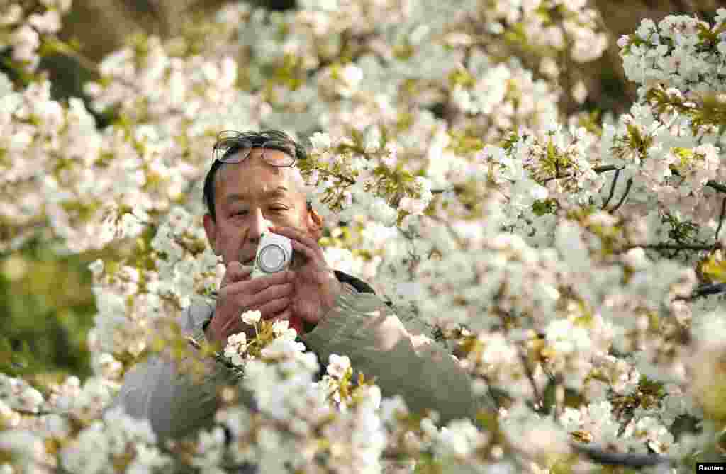A man takes pictures of a cherry tree that stands in full bloom in the East Garden of the Imperial Palace in Tokyo, Japan.