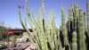 Warung VOA: Menikmati Arizona