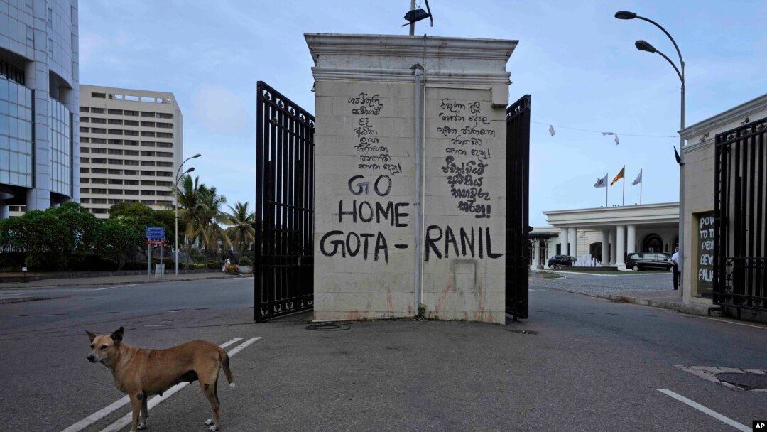 A stray dog is seen on the road leading to president's official residence in Colombo, Sri Lanka, July 15, 2022. Protesters retreated from government buildings Thursday in Sri Lanka, restoring a tenuous calm to the economically crippled country, and the em