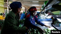 FILE - Workers sort avocados at the Mofarm fresh fruits exporters factory in Utawala area in the outskirts of Nairobi, Kenya March 17, 2022.