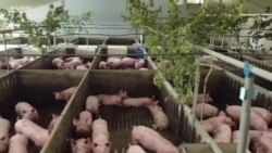 Dans une ferme belge, de la musique testée sur des porcs