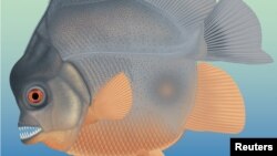 A new piranha-like fish from Jurassic seas with sharp, pointed teeth that probably fed on the fins of other fishes is seen in this artist's reconstruction of a fossil which was discovered in southern Germany in this image released from Eichstaett, Bavaria, Germany on Oct. 18, 2018. 