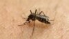 A groundbreaking study has found a likely biological link between the mosquito-borne Zika virus and microcephaly.
