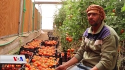 Malên Plastikî Yên Çandina Sewze Û Keskatiyê