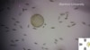 孩子们利用微生物玩“吃豆人”游戏