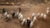 FILE - Pastoralists graze their cattle near some farms in the outskirts of Sokoto, Sokoto state, Nigeria, April 22, 2019. Reports suggest conflict between Fulani herders and Hausa farmers plays a role in the recent surge in violence in northwest Nigeria.