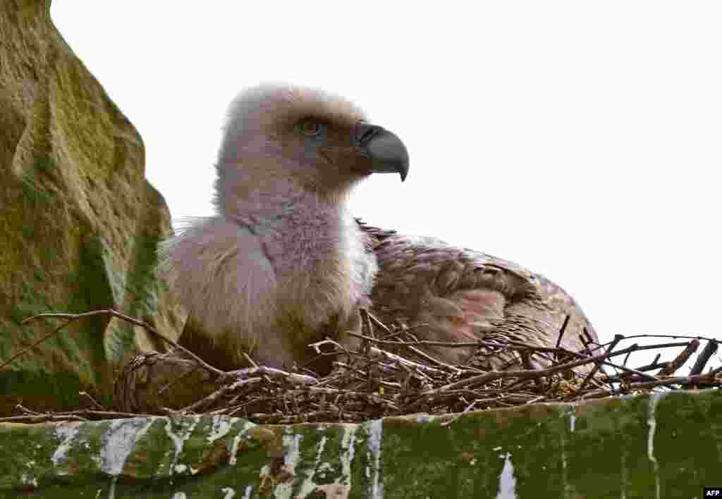 This handout photo made available by Tierpark Nordhorn shows a male vulture brooding an abandoned egg at Tierpark Nordhorn Zoo, in Lower Saxony, Germany.