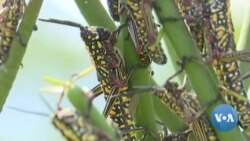 Plague of Locusts Threaten Kenya’s Crops