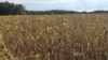 资料照片：2018年9月19日，美国印第安纳州斯科茨伯格镇(Scottsburg)的豆田。