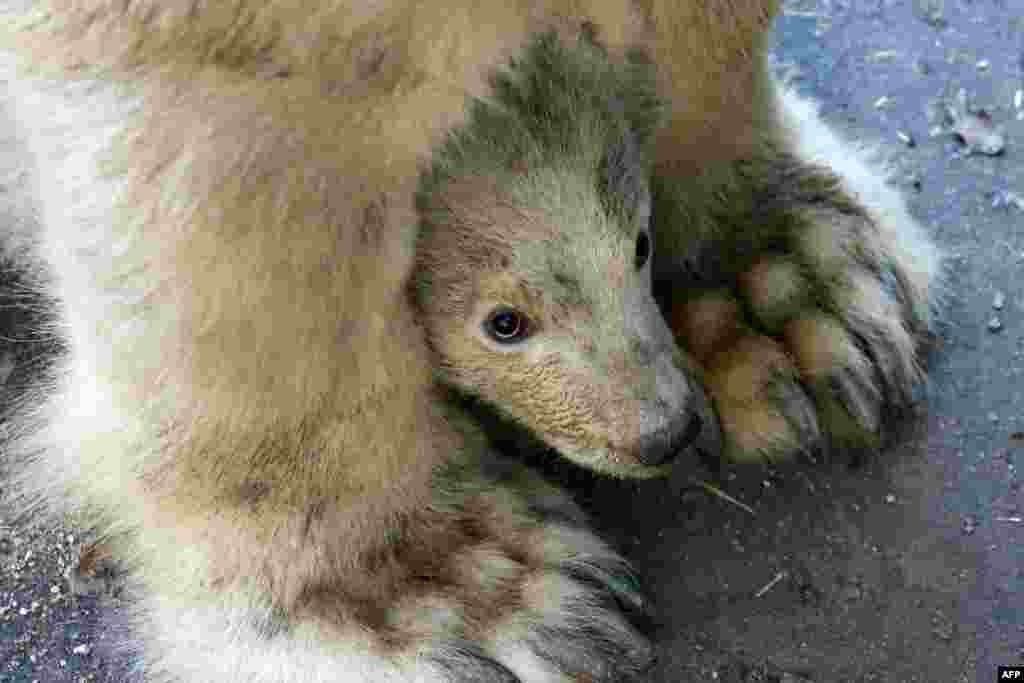 A Polar Bear mother named Cora and her three-month-old cub are seen at the zoo in Brno, South Moravia, Czech Republic on March 17, 2016.