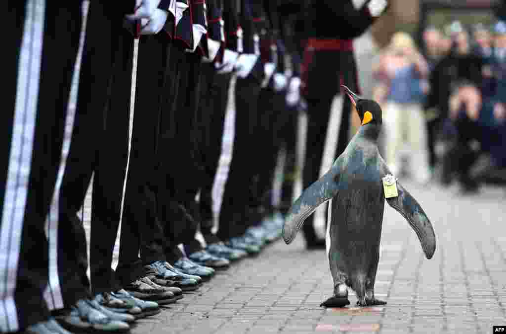Penguin bernama Nils Olav &quot;memeriksa&quot; pasukan kehormatan Norwegia di kebun binatang Edinburgh, Skotlandia.