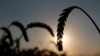 Ərzaq qiymətləri rekord həddə çatdıqca qlobal aclıq təhlükəsi artır