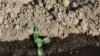 FILE - Pipian plants are irrigated in a drought-affected farm near the town of San Marcos Lempa, El Salvador, July 25, 2018. 