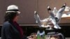FILE - A woman watches as two seagulls fight over a chip stolen off her lunch plate in Sydney, Australia, Nov. 6, 2013.