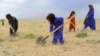 FILE - Afghan children collect grass, twigs and other vegetation for fire in a field on the outskirt of Herat province, May 18, 2019.