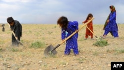 FILE - Afghan children collect grass, twigs and other vegetation for fire in a field on the outskirt of Herat province, May 18, 2019.