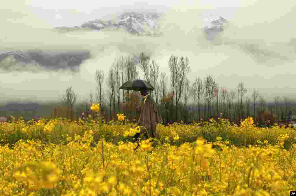 A Kashmiri man walks through a mustard field during a rainy day on the outskirts of Srinagar, Indian-controlled Kashmir.