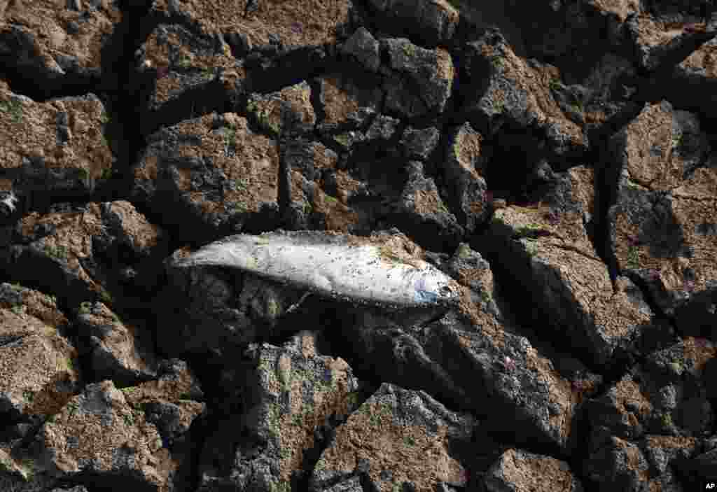 A dead fish lies on a dried up part of Osman Sagar lake on the outskirts of Hyderabad, India.&nbsp;Severe drought like conditions are affecting millions of people spread over 12 states across the country.