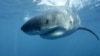 FILE - A great white shark is believed to be responsible for the death of an Australian surfer in September 2020.