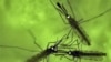 FILE - Adult mosquitos.