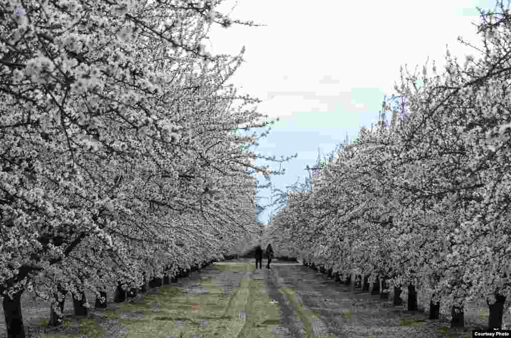 Bunga-bunga pohon Almond bermekaran di Fresno, negara bagian California, AS (foto kiriman Vu Thi Thienthu / Pembaca VOA).