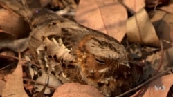 Video Game Shows Importance of Color Vision in Finding Prey