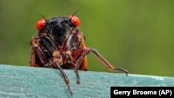 Cicadas Return