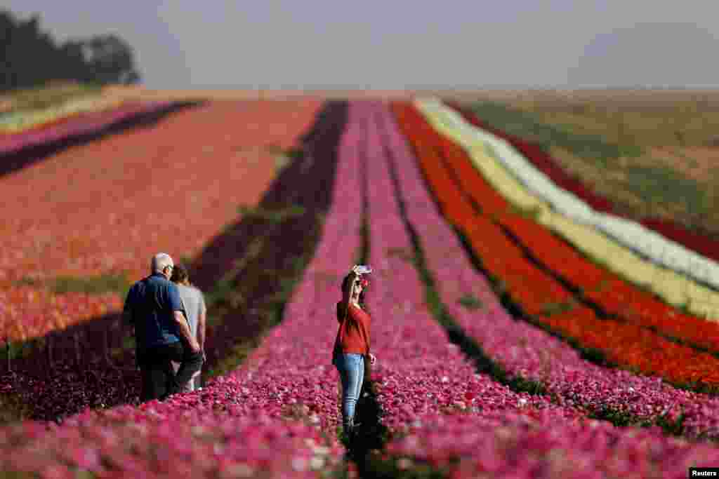 An Israeli woman takes a selfie in a buttercup field near Kibbutz Nir Yitzhak in southern Israel, just outside the Gaza Strip, April 18, 2016.
