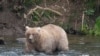 FILE - In this photo provided by the National Park Service is Grazer, the winner of the 2023 Fat Bear Contest, at Katmai National Park, Alaska on Sept. 14, 2023. Grazer won the contest again Tuesday.