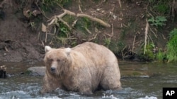 FILE - In this photo provided by the National Park Service is Grazer, the winner of the 2023 Fat Bear Contest, at Katmai National Park, Alaska on Sept. 14, 2023. Grazer won the contest again Tuesday.